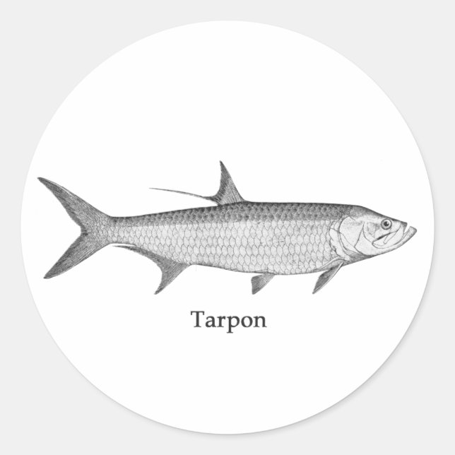 Sticker Rond Logo Tarpon (art linéaire) (Devant)