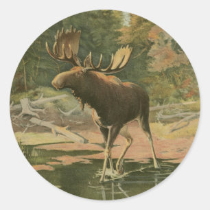 Sticker Rond L'orignal marche dans l'eau