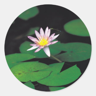 Sticker Rond Lotus