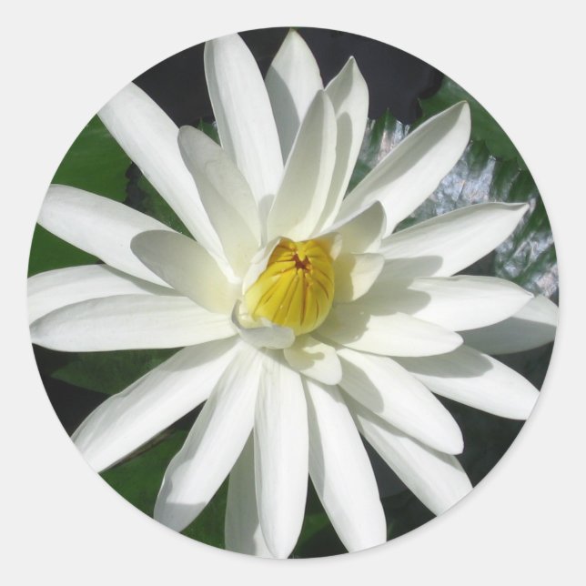 Sticker Rond Lotus Blossom (Devant)