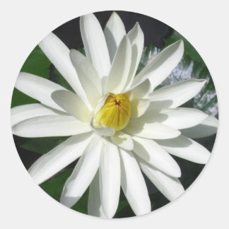 Sticker Rond Lotus Blossom