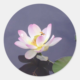 Sticker Rond Lotus rose avec la mouche de dragon
