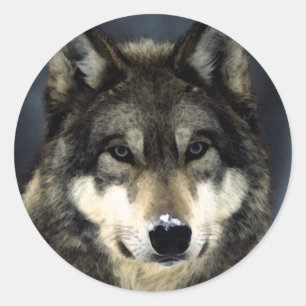 Sticker Rond Loup