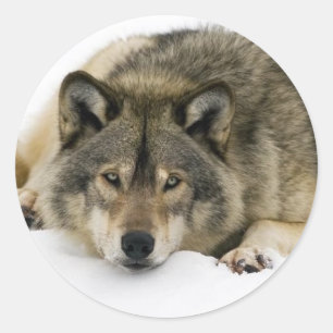 Sticker Rond Loup