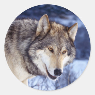 Sticker Rond Loup 2 d'hiver