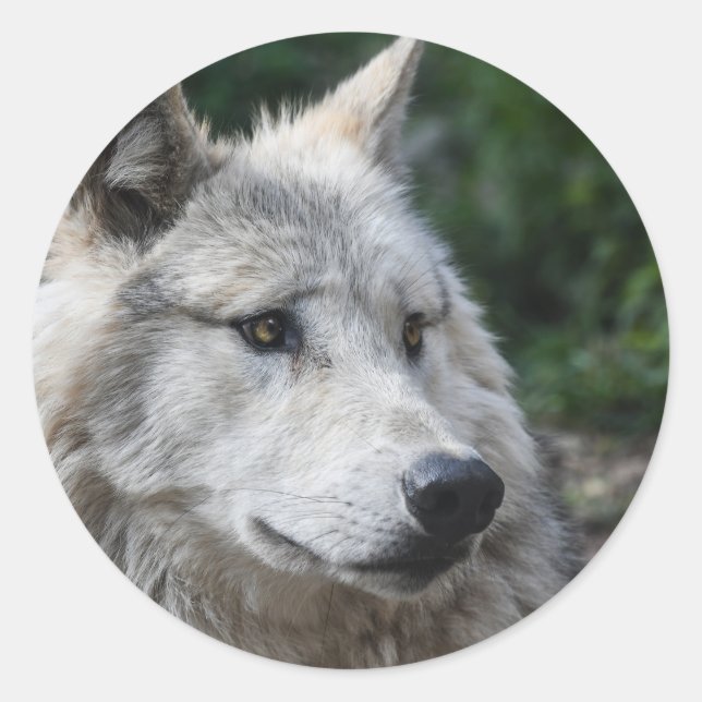 Sticker Rond Loup à bâtons (Devant)