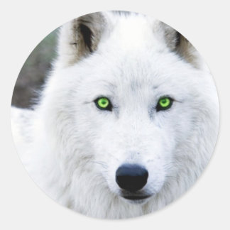 Sticker Rond Loup blanc