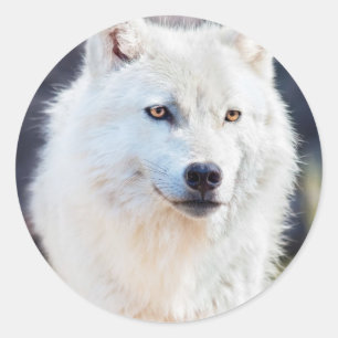 STICKER ROND LOUP BLANC