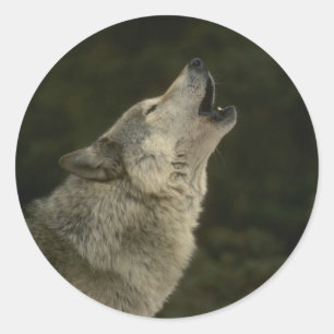 Sticker Rond Loup gris