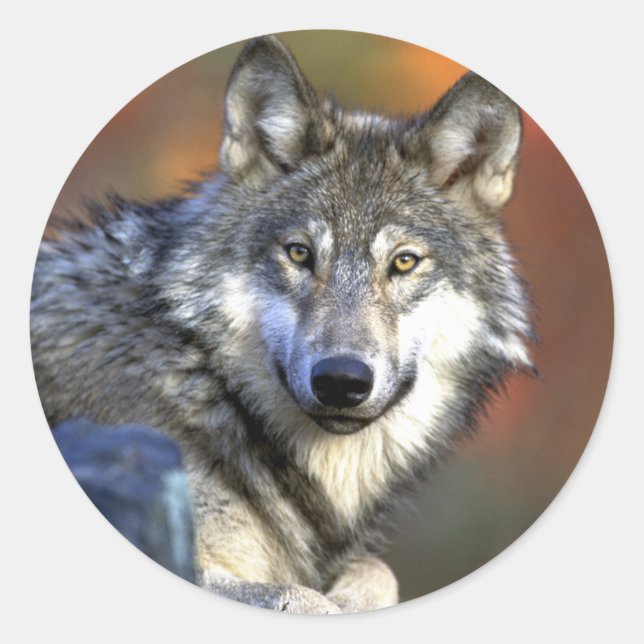 Sticker Rond Loup gris - Loup de bois - Série Loup rouge (Devant)