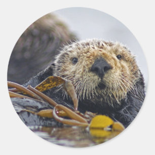Sticker Rond Loutre de mer de la Californie