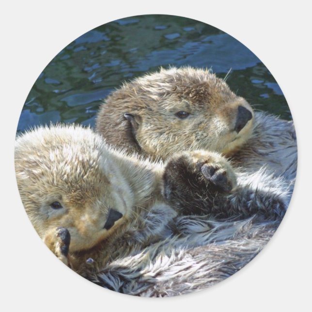 Sticker Rond Loutres de mer (Devant)