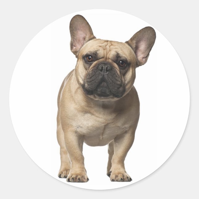 Sticker Rond Love French Bulldog Chien chiot Brown (Devant)
