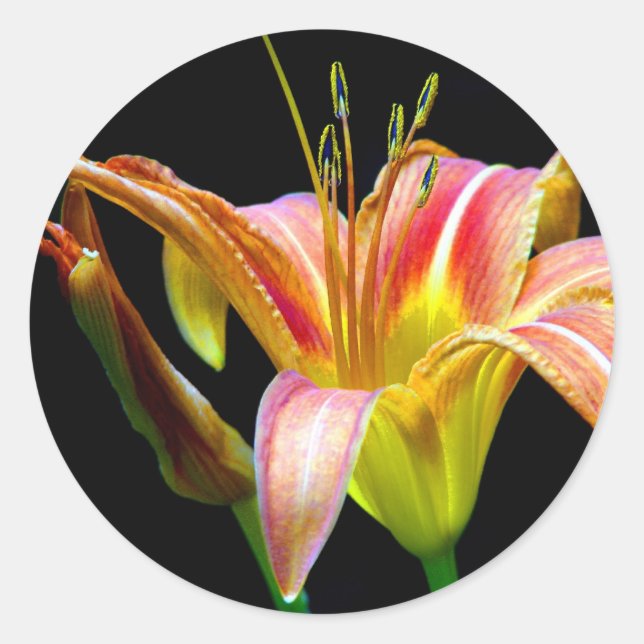 Sticker Rond Lovely Tawny Daylily II Vêtements et cadeaux (Devant)