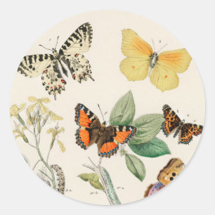 Sticker Rond Lovely vintage illustration of butterflies
