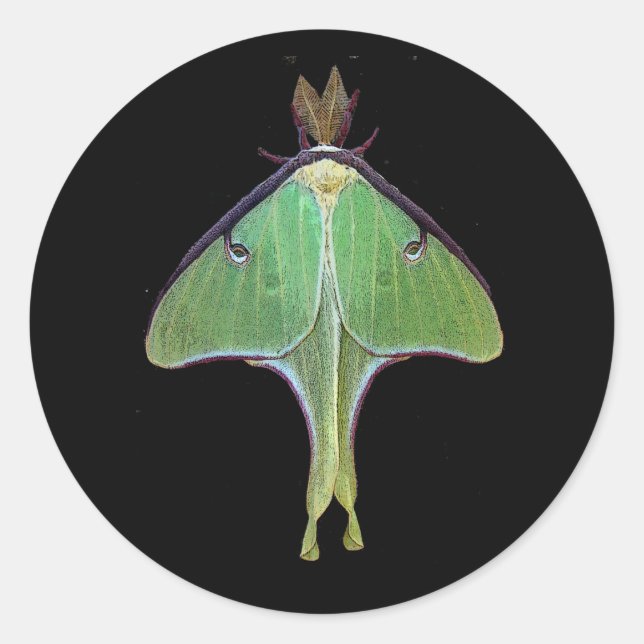 Sticker Rond Luna Moth (Devant)