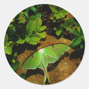 Sticker Rond Luna verte géante