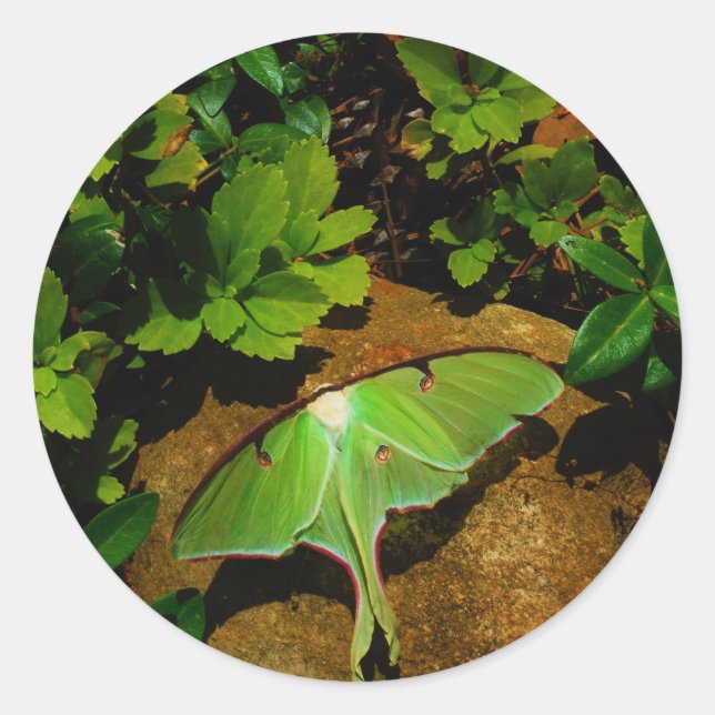Sticker Rond Luna verte géante (Devant)