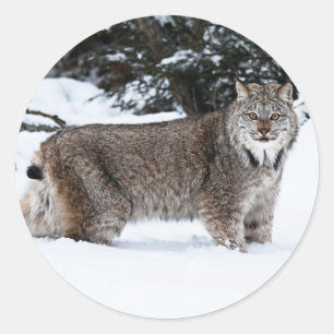 Sticker Rond Lynx canadienne dans la neige