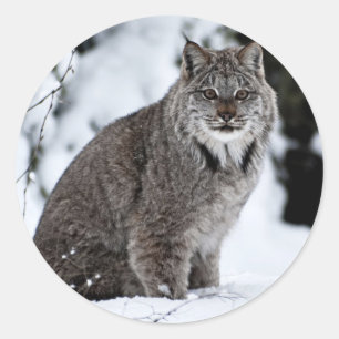 Sticker Rond Lynx canadienne dans la neige