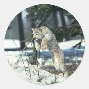 Sticker Rond Lynx saute, enneigé