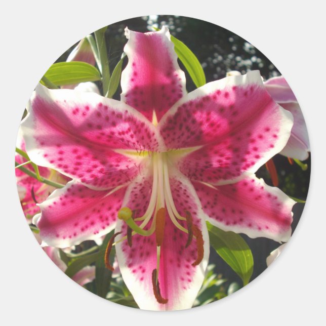 Sticker Rond Lys roses fleurs tropicales roses rose (Devant)