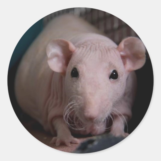 Sticker Rond M. Wiggles (Devant)