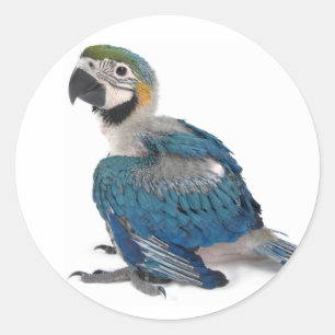 Sticker Rond Macaw bleu et jaune