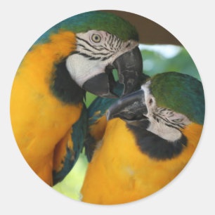 Sticker Rond Macaws