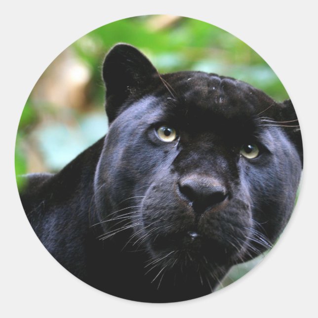 Sticker Rond Macro Black Panther (Devant)
