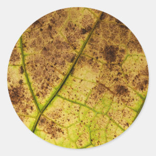 Sticker Rond Macro-feuille Jaune et Mort Brown