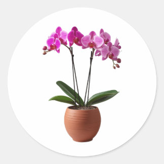 Sticker Rond Magenta Blooming Orchid Flowers in a Pot 