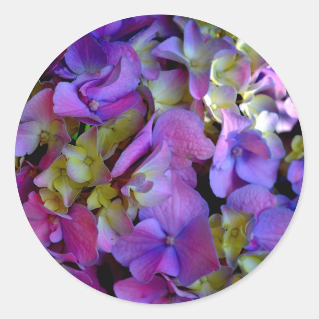 Sticker Rond Magenta Purple bleu jaune Hydrangeas fleurs (Devant)
