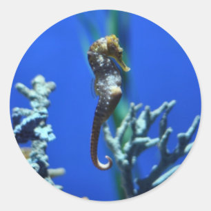 Sticker Rond Magie d'hippocampe