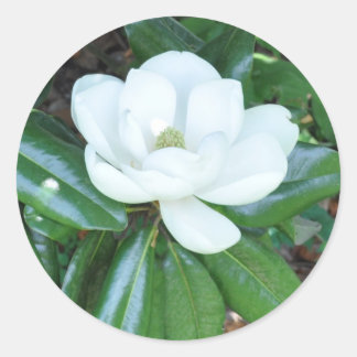 Sticker Rond Magnificant Magnolia