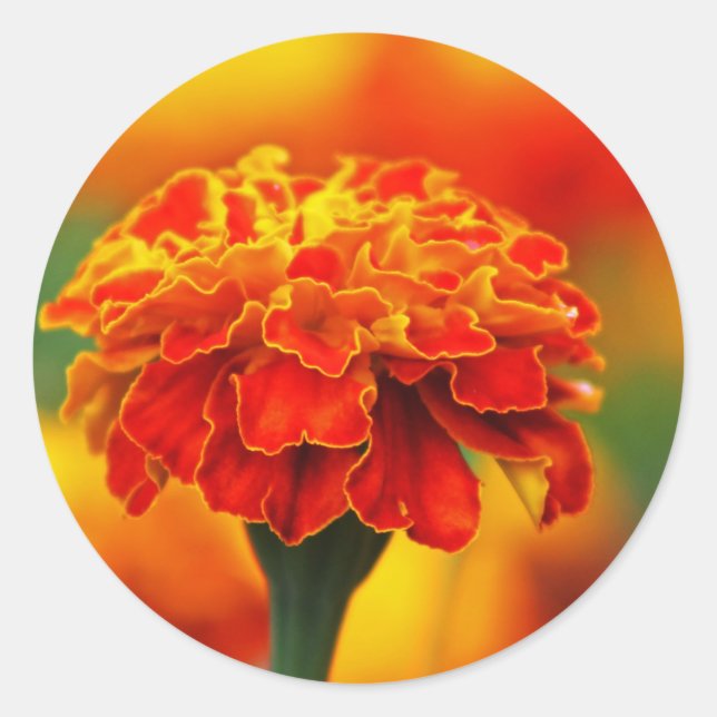 Sticker Rond Magnifique Marigold Orange (Devant)