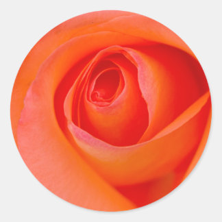 Sticker Rond Magnifique Orange Rose Bud