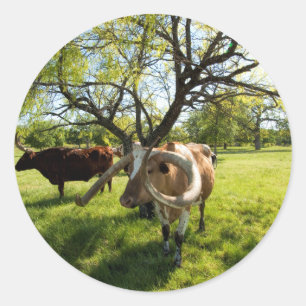 Sticker Rond Magnifique Texas Longhorn Cattle