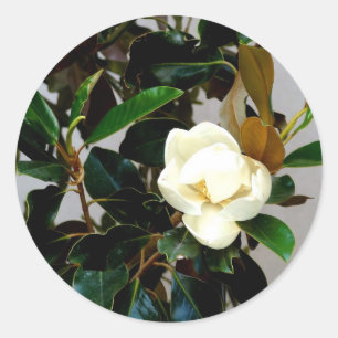 Sticker Rond Magnolia