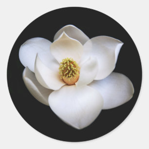 Sticker rond Magnolia Flower Black Floral