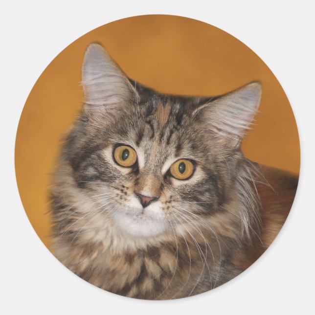 Sticker Rond Maine Coon kitten face (Devant)