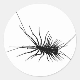 Sticker Rond Maison Centipede noir effrayant Bug Insect Gross L