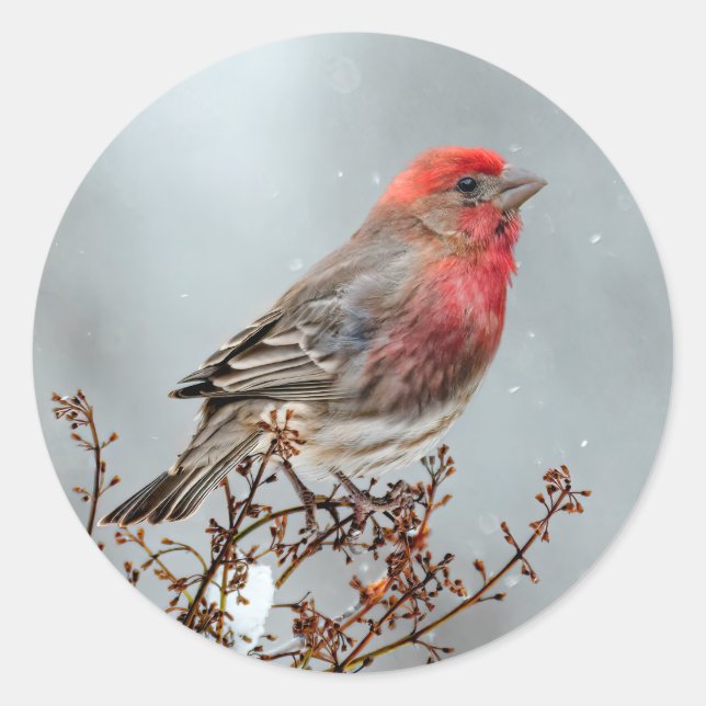 Sticker Rond Maison Finch en Neige - Photo originale (Devant)