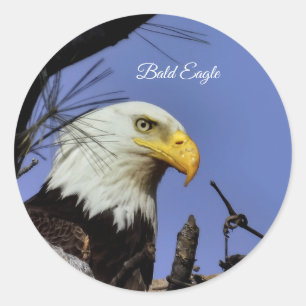 Sticker Rond Majestic Bald Eagle