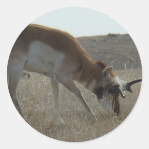 Sticker Rond Mâle Pronghorn Antilope Corne Tortueuse A34