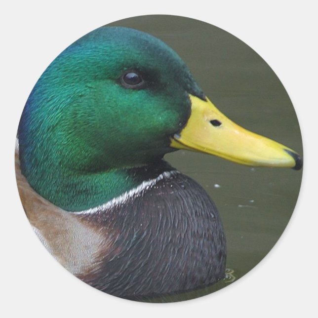 Sticker Rond Mallard Duck (Devant)