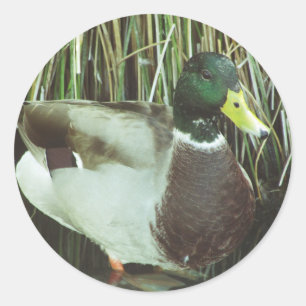 Sticker Rond Mallard Duck Photo Amoureux des animaux Nature Bir