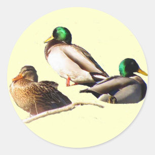 Sticker Rond Mallard Ducks