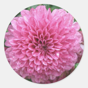 Sticker Rond Maman rose