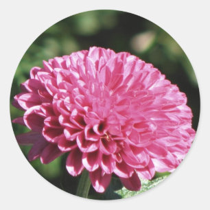 Sticker Rond Maman rose
